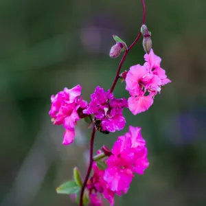 Fuschia colored flowers,Clarkia unguiculata, SBBG