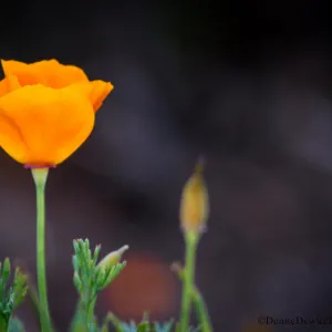 California poppies, Eschscholzia californica, flower, bud, orange, SBBG