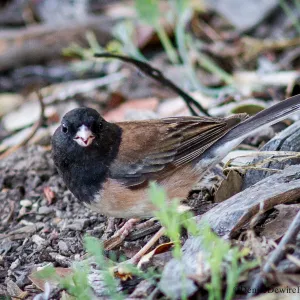 Dark-eyed Junco, bird, on ground, SBBG