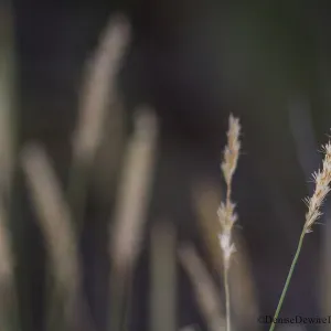 Grass inflorescence, SBBG