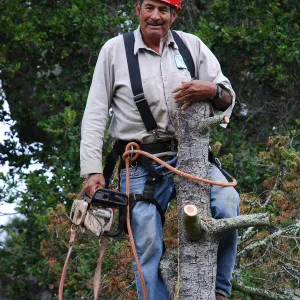 removal of the Douglas fir tree by the Blaskley Boulder, Manny, Manuel Gonzales, SBBG