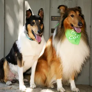 Trails n Tails 2013, Doggie Photo Contest 2013, SBBG event
