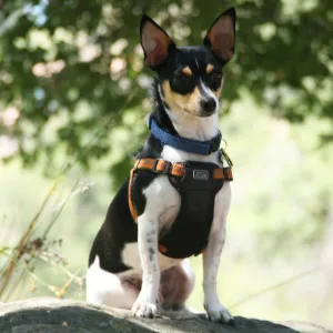 Trails n Tails 2013, Doggie Photo Contest 2013, SBBG event