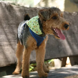 Trails n Tails 2013, Doggie Photo Contest 2013, SBBG event