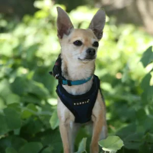 Trails n Tails 2013, Doggie Photo Contest 2013, SBBG event