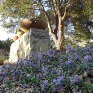 Ceanothus maritimus blooming in the Conservation Display Garden, Spring in the Garden, February 2013, SBBG