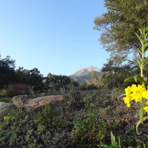 yellow monkeyflower blooming in the Ground Cover Display, SBBG Meadow, Spring in the Garden, February 2013, SBBG
