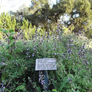 Emerald Cascade Sage blooming in the Ground Cover Display, SBBG Meadow, Spring in the Garden, February 2013, SBBG