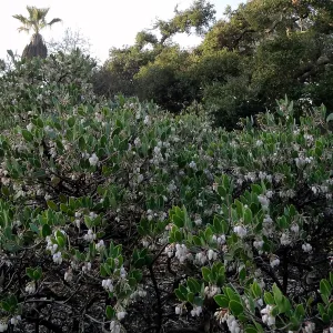 Arctostaphylos hookeri franciscana blooming in the Ground Cover Display, SBBG Meadow, Spring in the Garden, February 2013, SBBG