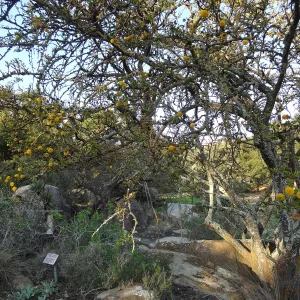 Acacia farnesiana in the Desert Section, Spring in the Garden, February 2013, SBBG