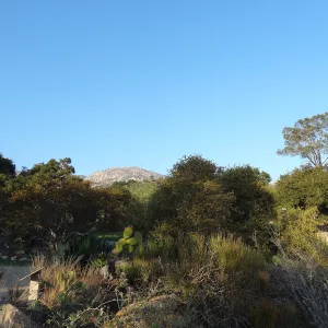 Desert Section, view to La Cumbre Peak, Spring in the Garden, February 2013, SBBG