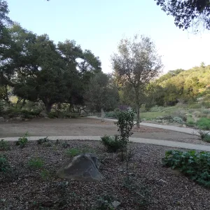 newly planted Coast live oak, Meadow Oaks, Spring in the Garden, February 2013, SBBG