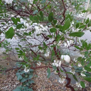 Arctostaphylos (Manzanita) blooming at the Garden Entrance, Spring in the Garden, February 2013, SBBG