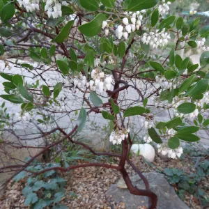 Arctostaphylos (Manzanita) blooming at the Garden Entrance, Spring in the Garden, February 2013, SBBG