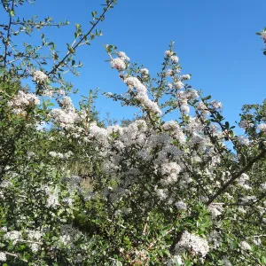 Ceanothus megacarpus, Porter Trail, Spring in the Garden, February 2013, SBBG