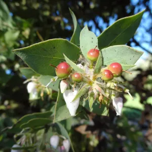 Arctostaphylos (Manzanita) in fruit and flower, Porter Trail, Spring in the Garden, February 2013, SBBG
