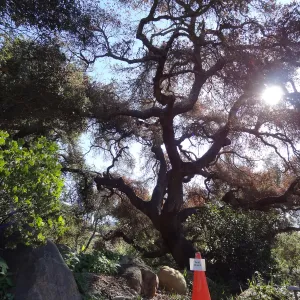 Coast live oak in poor health, Manzanita Section, Spring in the Garden, February 2013, SBBG