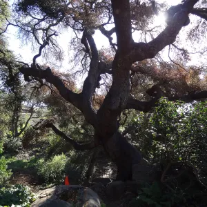 Coast live oak in poor health, Manzanita Section, Spring in the Garden, February 2013, SBBG