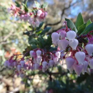 pink Arctostaphylos (Manzanita) flowers, Manzanita Section, Spring in the Garden, February 2013, SBBG