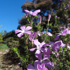 Leptodactylon californicum, prickly phlox in bloom, Manzanita Section, Spring in the Garden, February 2013, SBBG