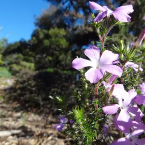 Leptodactylon californicum, prickly phlox in bloom, Manzanita Section, Spring in the Garden, February 2013, SBBG