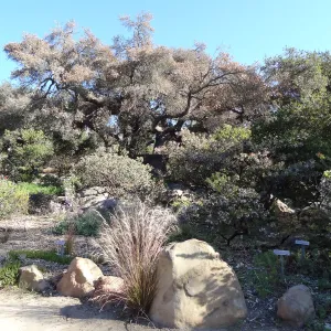 Manzanita Section, Spring in the Garden, February 2013, SBBG