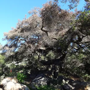 Coast live oak in poor health, Manzanita Section, Spring in the Garden, February 2013, SBBG
