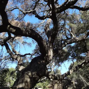Coast live oak in poor health, Manzanita Section, Spring in the Garden, February 2013, SBBG