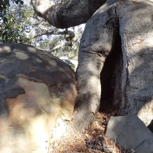 Coast live oak in poor health, Manzanita Section, Spring in the Garden, February 2013, SBBG