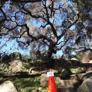 Coast live oak in poor health, Manzanita Section, Spring in the Garden, February 2013, SBBG