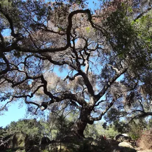 Coast live oak in poor health, Manzanita Section, Spring in the Garden, February 2013, SBBG