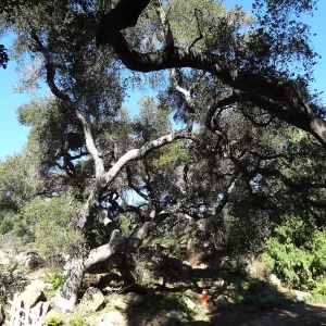 Coast live oak in poor health, Manzanita Section, Spring in the Garden, February 2013, SBBG