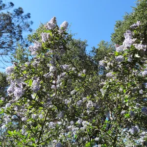 Ceanothus (California Lilac) in bloom, Manzanita Section, Spring in the Garden, February 2013, SBBG