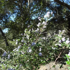 Ceanothus (California Lilac) in bloom, Manzanita Section, Spring in the Garden, February 2013, SBBG