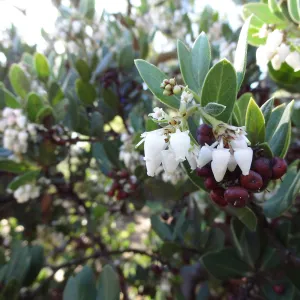 Arctostaphylos (Manzanita) otayensis in flower and fruit, SBBG Manzanita Section, Spring in the Garden, February 2013, SBBG