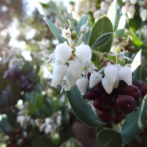 Arctostaphylos otayensis in flower and fruit, SBBG Manzanita Section, Spring in the Garden, February 2013, SBBG