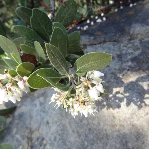 Arctostaphylos otayensis flowers with boulder and shadow behind, SBBG Manzanita Section, Spring in the Garden, February 2013, SBBG
