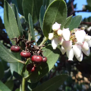 Arctostaphylos otayensis in flower and fruit, SBBG Manzanita Section, Spring in the Garden, February 2013, SBBG