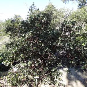 Arctostaphylos otayensis, SBBG Manzanita Section, Spring in the Garden, February 2013, SBBG