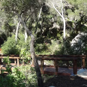 new Campbell Bridge, Mission Canyon, Spring in the Garden, February 2013, SBBG