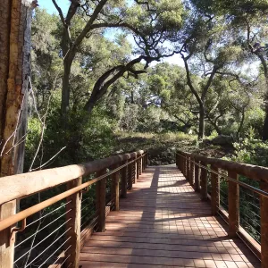 new Campbell Bridge, Mission Canyon, Spring in the Garden, February 2013, SBBG