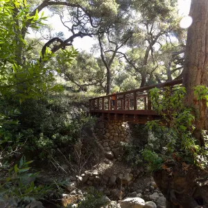 new Campbell Bridge, Mission Canyon, Spring in the Garden, February 2013, SBBG