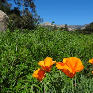 California poppies blooming in the lower Meadow, Ground Cover Display, Blaksley Boulder, Spring in the Garden, February 2013, SBBG