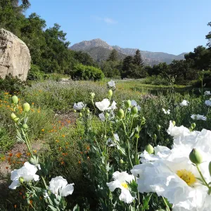 Matilija poppies in the lower Meadow, Blaksley Boulder, douglas fir is removed, wildflower display
