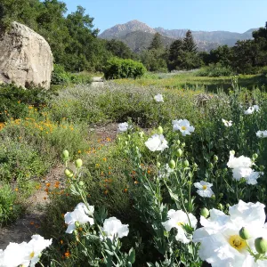 Matilija poppies in the lower Meadow, Blaksley Boulder, douglas fir is removed, wildflower display