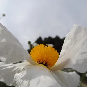 Matilija poppy flower