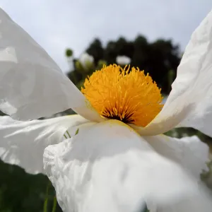 Matilija poppy flower