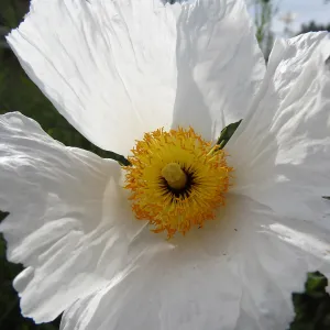 Matilija poppy flower