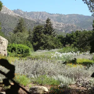 SBBG Meadow with Matilija poppies, wildflower display, Blaskley Boulder