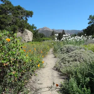 SBBG Meadow with Matilija poppies, wildflower display, path, La Cumbre Peak